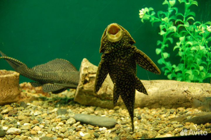 Сом анциструс