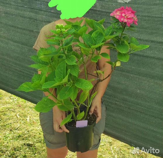 Гортензия крупнолистная