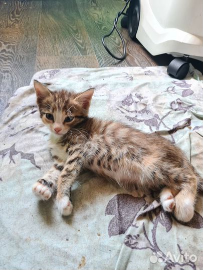 Отдам котёнка в добрые руки