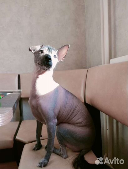 Передержка животных / догситтер / зооняня