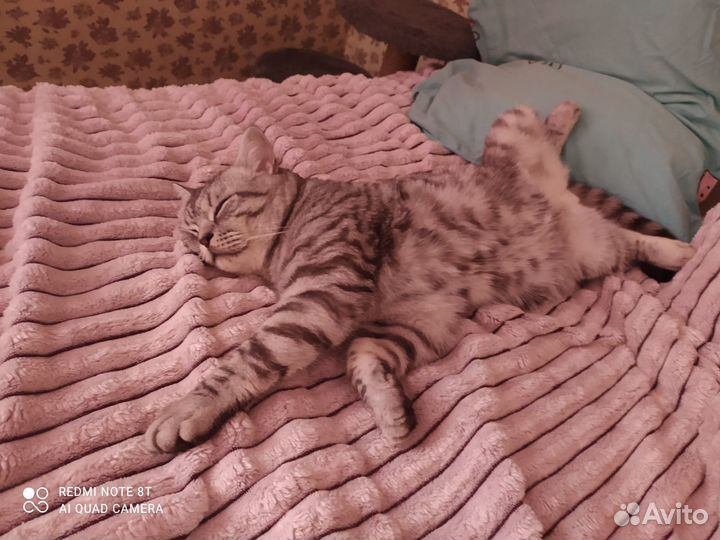 Шотландец кот вязка