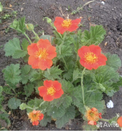 Цветущие многолетники