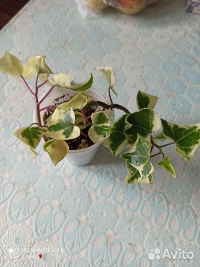 Крестовник вариегатный