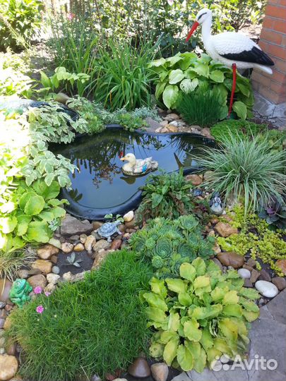 Многолетники