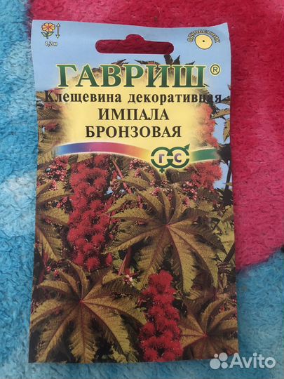 Рассада клещевины