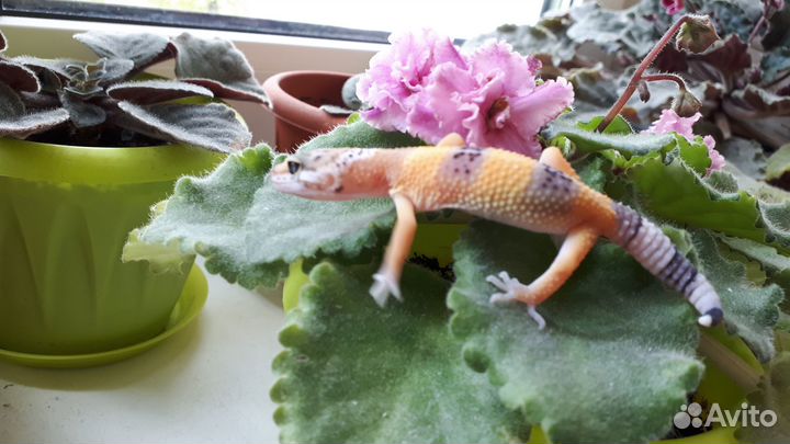 Эублефары малыши 2024