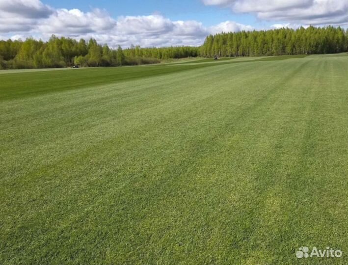 Рулонный газон 