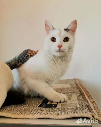 Котики компаньоны