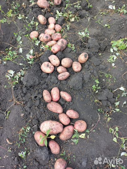 Продам картофель
