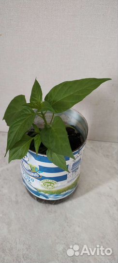 Перец комнатный острый