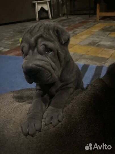 Щенки шарпей