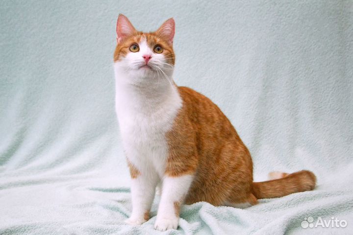 Манюня - ласковая кошечка