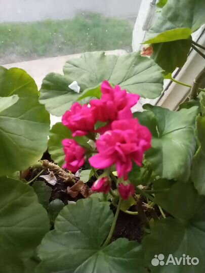 Черенки элитных пеларгоний