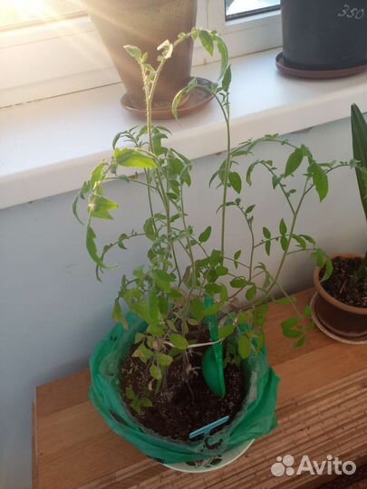 Рассада разная