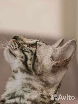 Бенгальская девочка, серебро