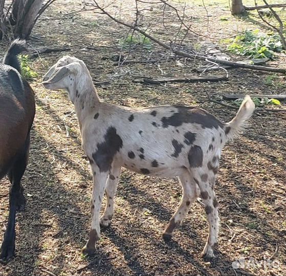 Нубийские козлята