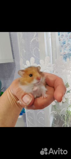 Хомячки сирийские