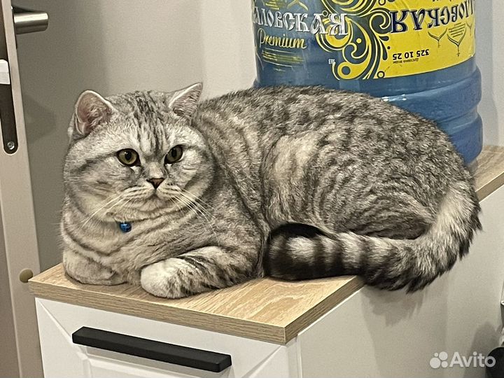 Кот ищет кошечку