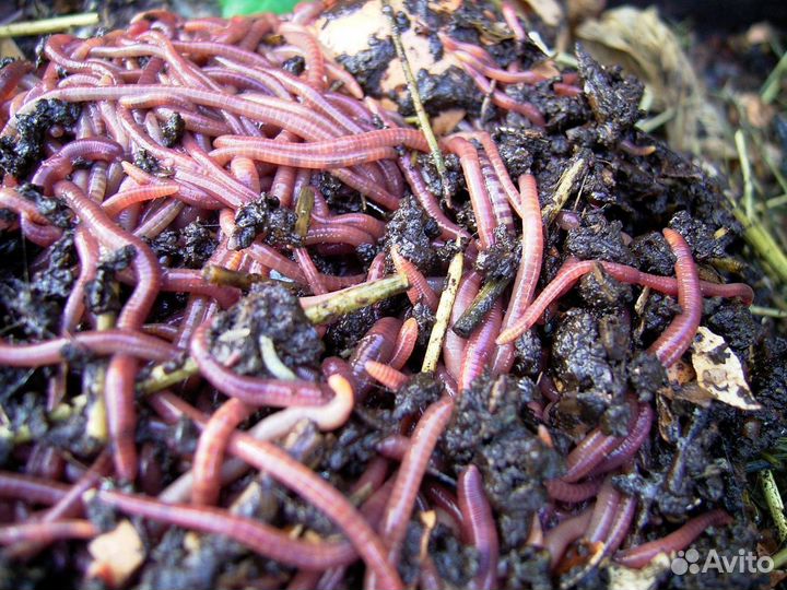 Дождевые калифорнийские черви