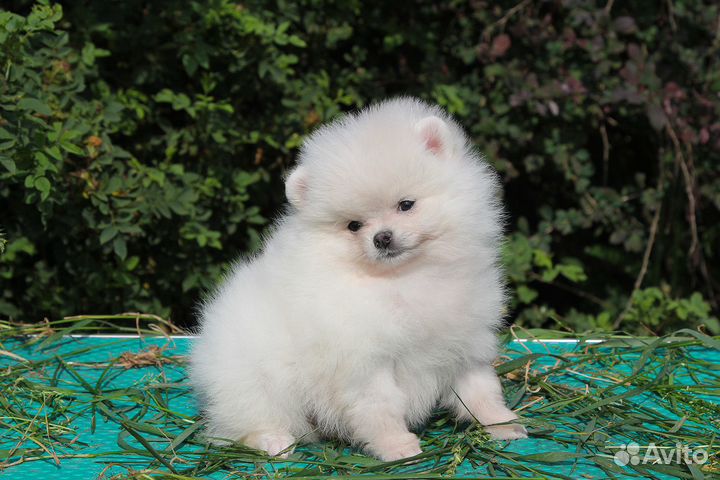 Щенок Померанский шпиц девочка медвежонок