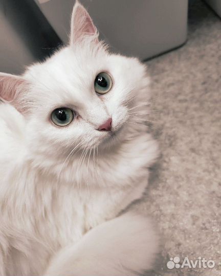 Кошка Вильде