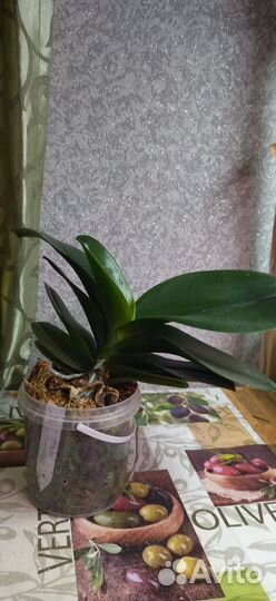 Орхидея Пират Пикоти