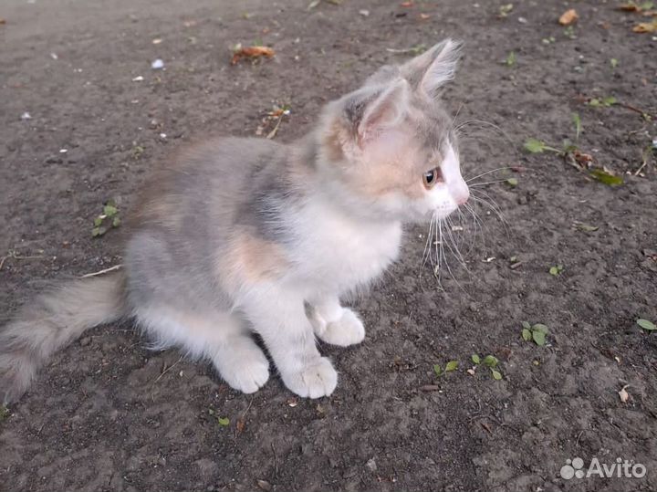 Помогите котятам выжить