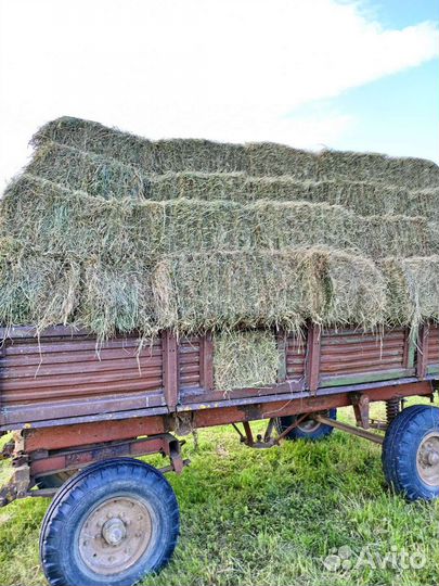 Подаю многотравия самая лучшая трава