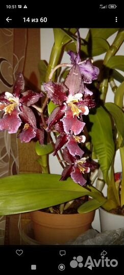 Орхидея