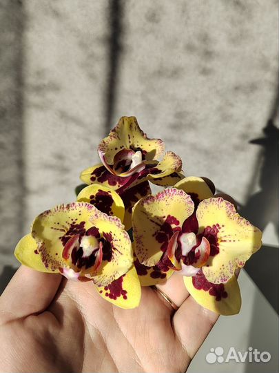 Орхидея фаленопсис бабочка