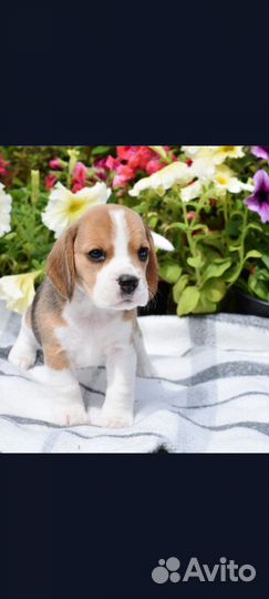 Щенки бигль