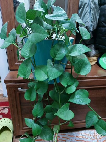 Комнатные цветы