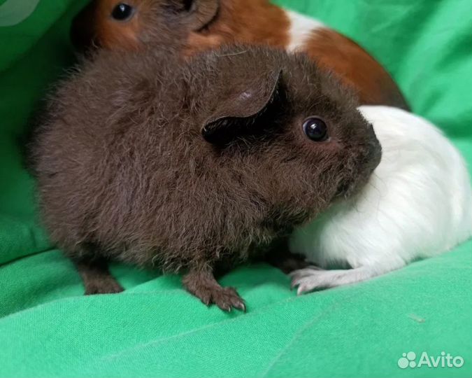 Отдам морских свинок в хорошие руки