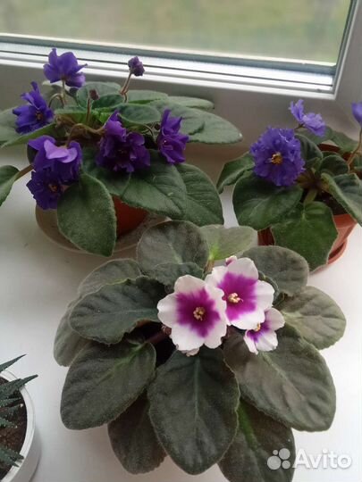 Сортовые фиалки сенполии