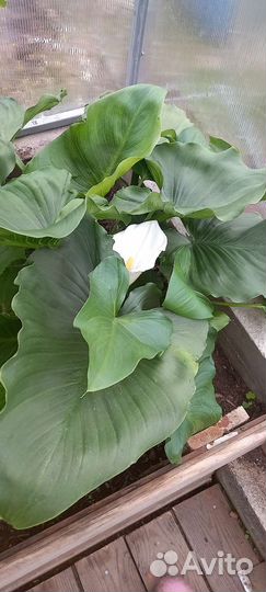 Калла эфиопская