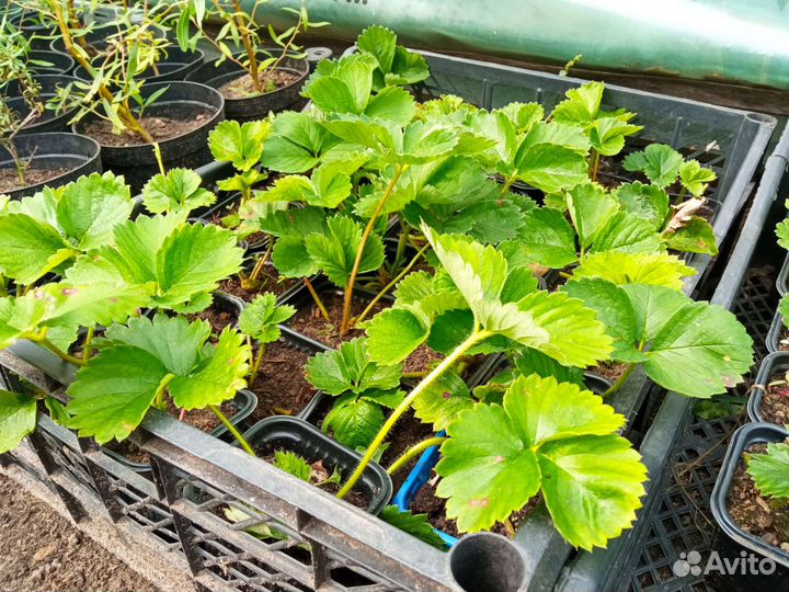 Рассада клубники