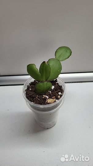 Комнатные растения цветы