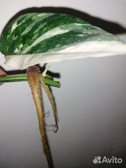 Эпипремнум пиннатум вайт