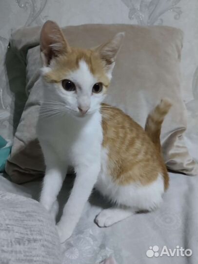 Кошки в добрые руки