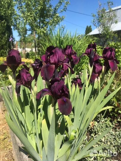 Ирисы
