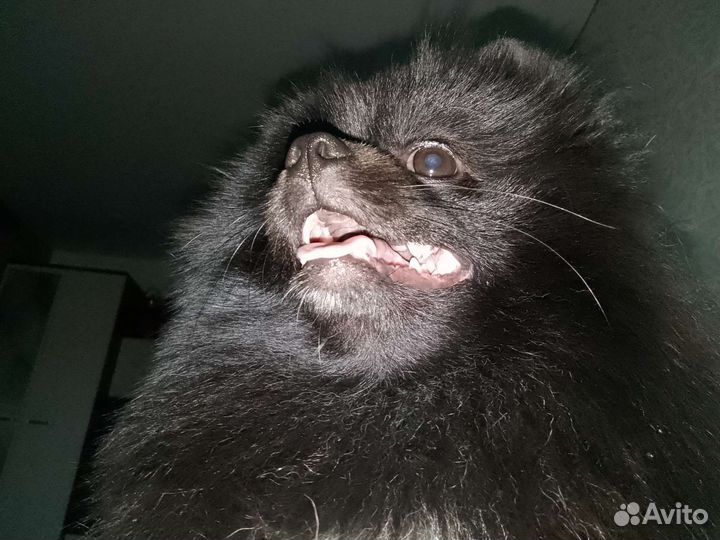 Шпиц