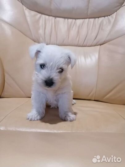 Вест хайленд вайт терьер