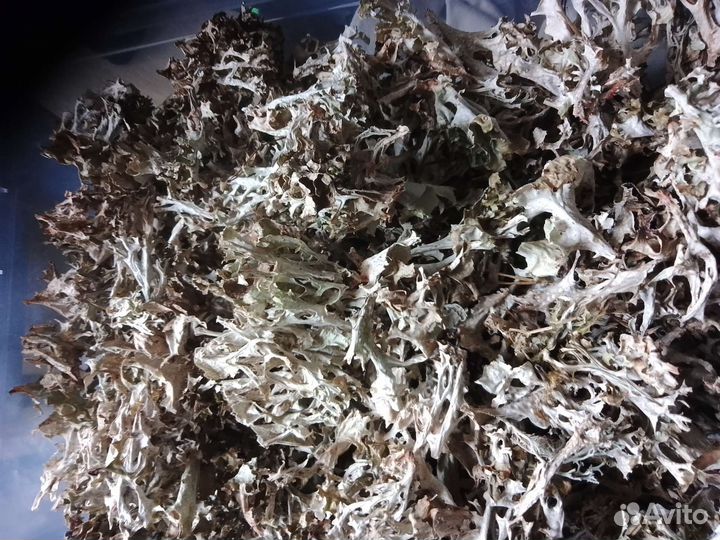 Исландский мох, центария