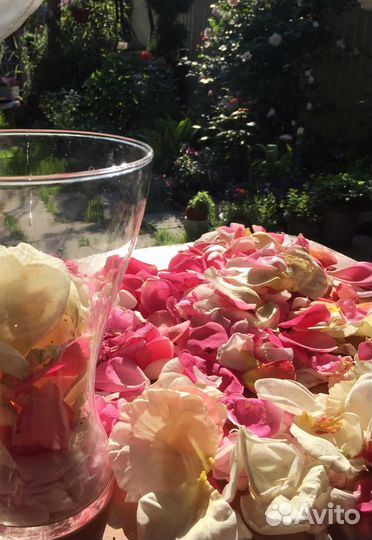 Лепестки роз