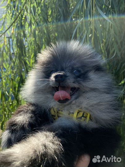 Померанский шпиц