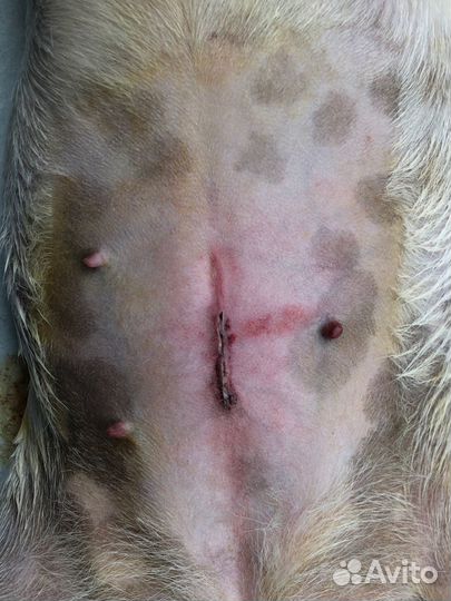 Кастрация и стерилизация животных на дому