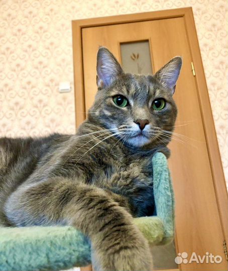 Метис бенгала в добрые руки