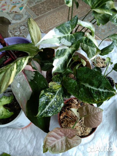 Комнатные цветы