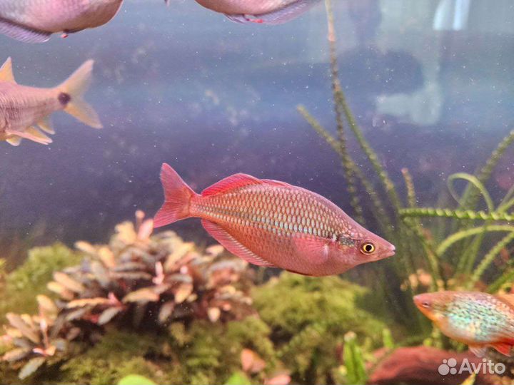 Аквариумные рыбки