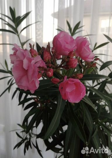 Цветок Олеандр